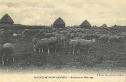 Moutons