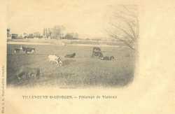 Vaches